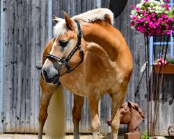 Dressurpferd Feifel (Haflinger, 1998)