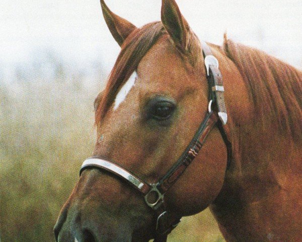 stallion Hollys Billy Jac (Quarter Horse, 1991, from Mr Barbie Cody Jac)