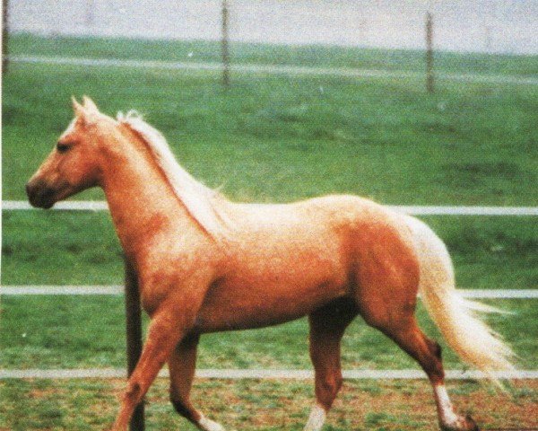 stallion Image of eighty six (Quarter Horse,  , from Hollywood Jac 86)