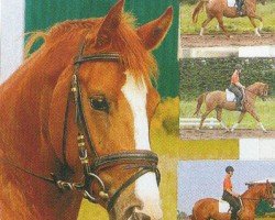 broodmare Scarlett (Hanoverian, 2001, from Sherwood)