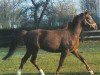 dressage horse Nimbus (Brandenburg, 2001, from Nimroy B)