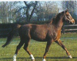 dressage horse Nimbus (Brandenburg, 2001, from Nimroy B)