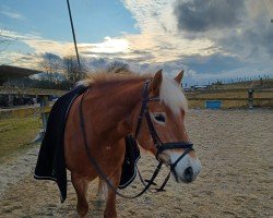 Springpferd Serena (Haflinger, 2012, von Sommernacht (0,39% ox))