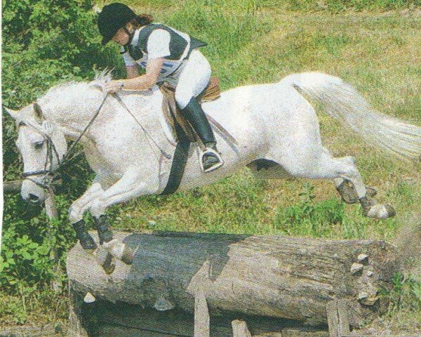 broodmare Fatima (German Riding Pony, 1990, from Galdos ben Mors 1977 ox)