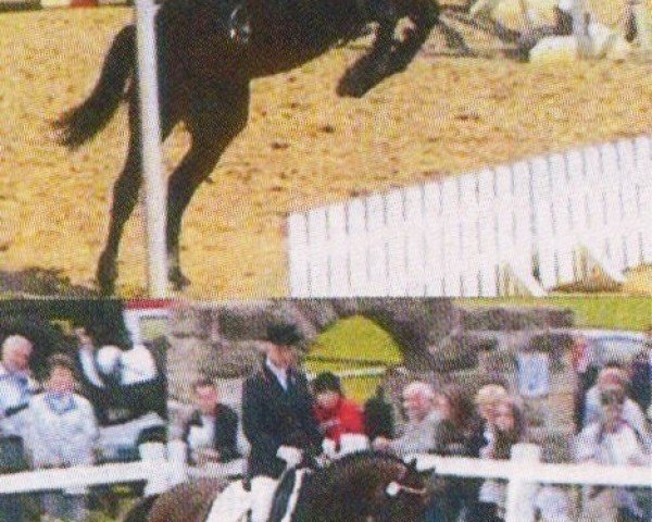 Pferd Armani HV (Deutsches Reitpferd, 2001, von Asilo xx)