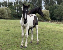 foal by Oreo Noir (German Sport Horse, 2024, from Obi - Wan)