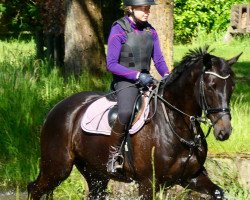 jumper Cadbury 6 (Hanoverian, 2011, from Contendros Bube)