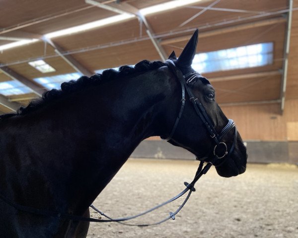 dressage horse Gerry 173 (Sachs-door. Heavy Warmbl., 2005)