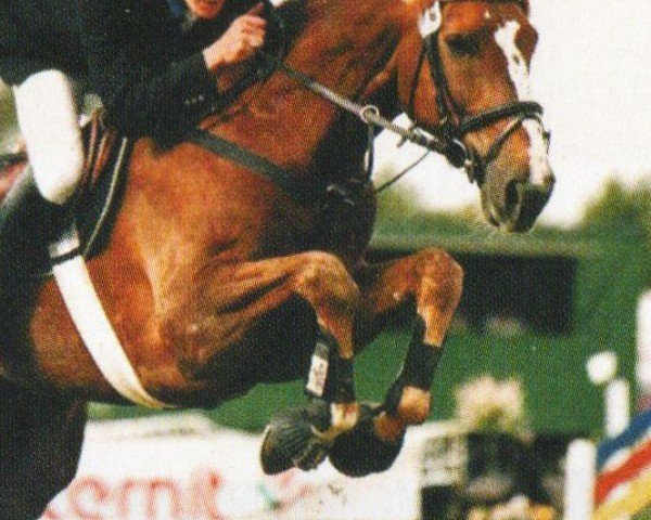 Pferd Darius 346 (Westfale, 1995, von Diamo)