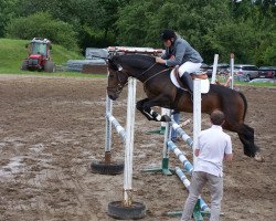 Deckhengst TC Bourbon Boy (Connemara-Pony, 2005, von Diamond Shamrock)