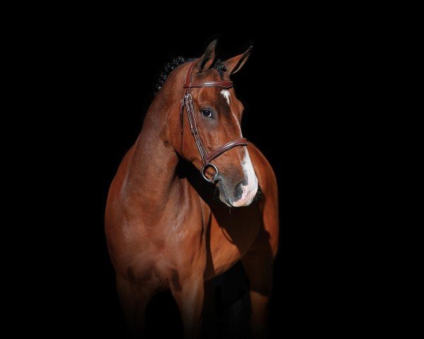 Pferd Peterlena Hoeve's Piet (New-Forest-Pony, 2017, von Lomansheide Brent)