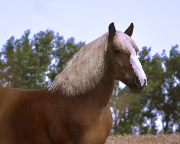 Pferd Fredo (Schwarzwälder Kaltblut, 2007, von Federweisser)