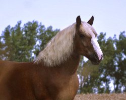 horse Fredo (Black Forest Horse, 2007, from Federweisser)