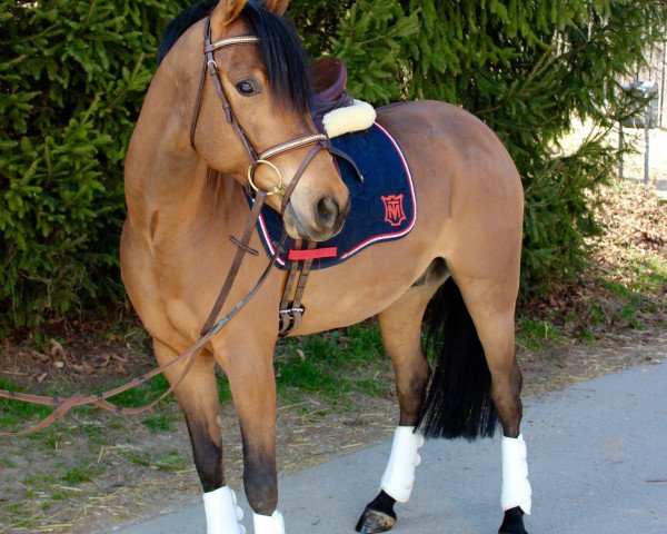 dressage horse Timber Jack 2 (German Riding Pony, 2010, from The Black Highlight)