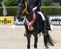 dressage horse Nobel's Nouvalis (German Riding Pony, 2015, from Nobel Nagano NRW)