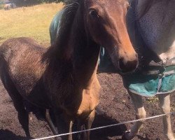 jumper Ohana de la Vie (Holsteiner, 2021, from Corfu de La Vie)