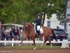 dressage horse Famous Face (Württemberger, 2010, from Farewell III)