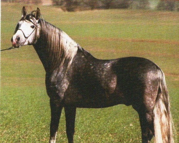 horse Bandolero 15 (Pura Raza Espanola (PRE), 1996, from Bienvenido III)
