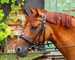 dressage horse Dolly 470 (German Riding Pony, 2005, from FS Don't Worry)