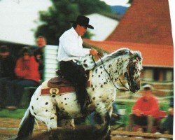 stallion Ima Dazzelena (Appaloosa, 1990, from Ima Doc O'Lena)