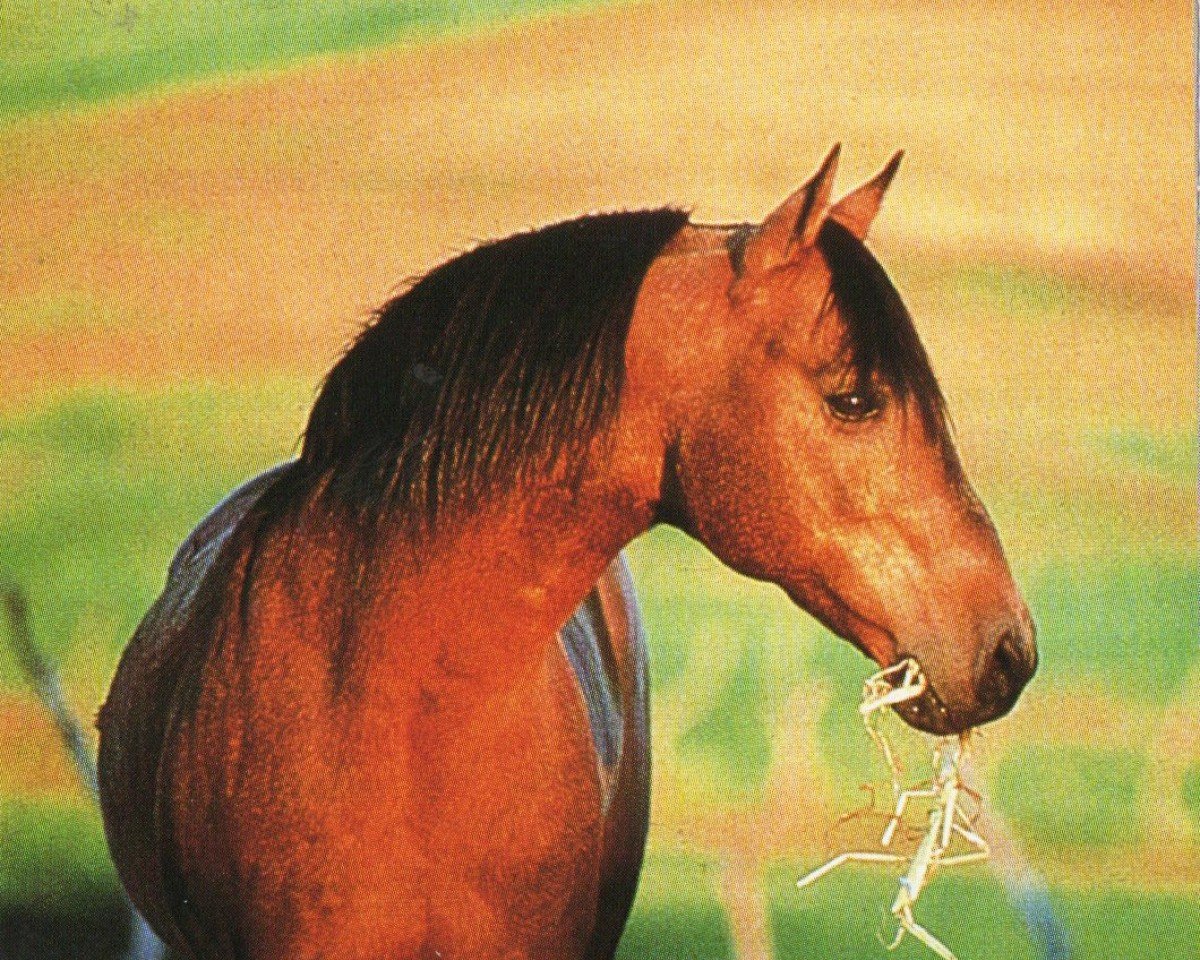 stallion Bueno Swiss Doc (Quarter Horse, 1978, from Bueno Chex)