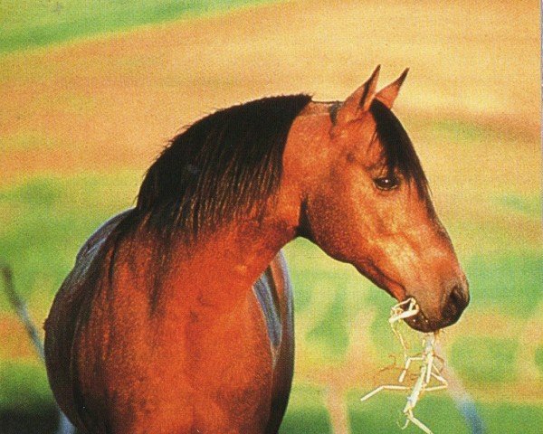 stallion Bueno Swiss Doc (Quarter Horse, 1978, from Bueno Chex)