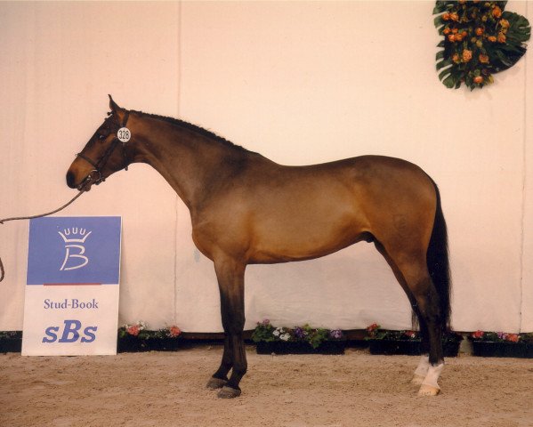 stallion Copperfield von Der Held (Luxembourg horse, 2006, from Cassini I)