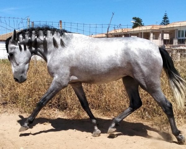 Pferd Cubana JF (Pura Raza Espanola (PRE), 2018)