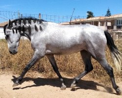 horse Cubana JF (Pura Raza Espanola (PRE), 2018)