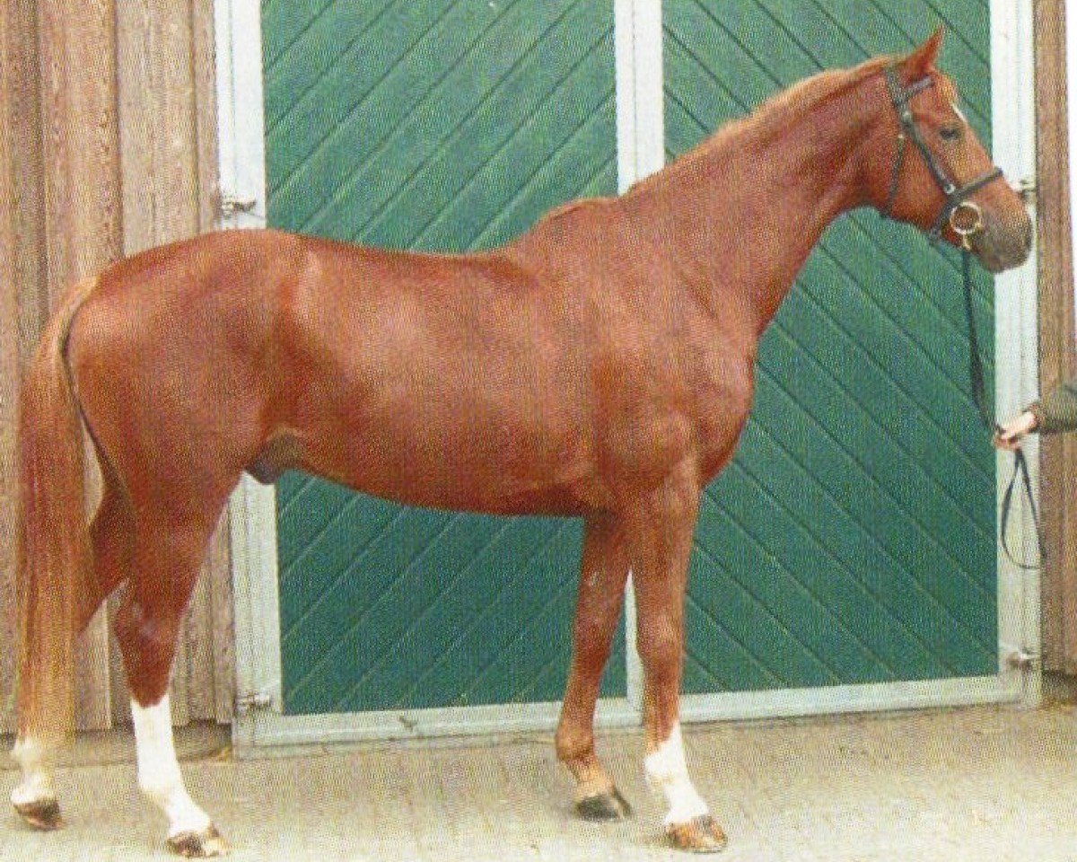 Dressurpferd Ausonius (Westfale, 2000, von Abanos)