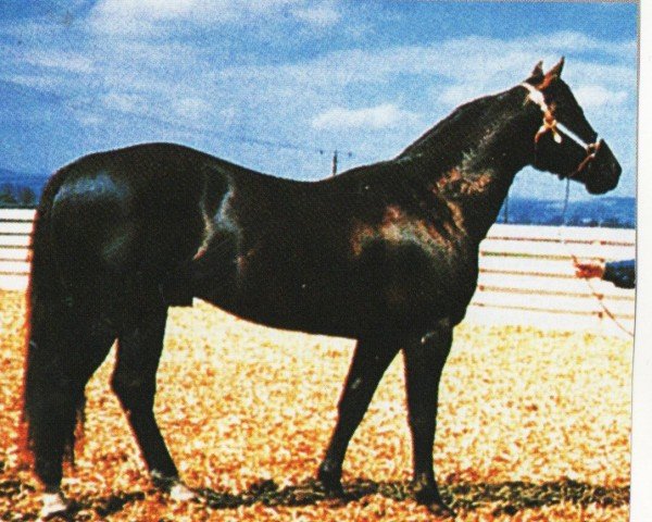 Deckhengst Hotrod Tivio (Quarter Horse, 1985, von Willful Bill)