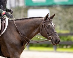 stallion Vidal (German Sport Horse, 2015, from Vulkato)