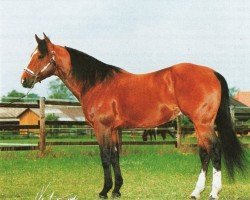 Deckhengst Docowarlee (Quarter Horse, 1984, von Doc OLena)