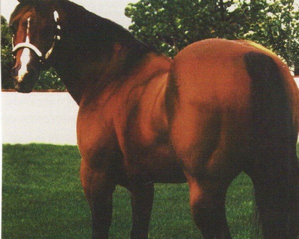 Pferd Double Tough Doc (Quarter Horse, 1976, von Doc Bar)