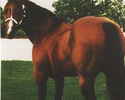 Pferd Double Tough Doc (Quarter Horse, 1976, von Doc Bar)