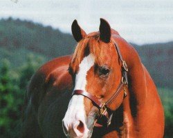 Deckhengst Arc Genuine Oak (Quarter Horse, 1993, von Genuine Redskin)