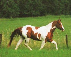 stallion Deltas Pepp O Lena (Paint Horse, 1993, from Delta OLena)