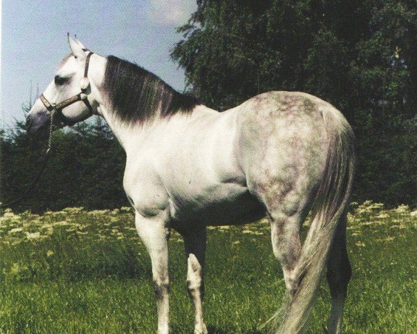 Deckhengst Cl Sesqui San (Quarter Horse, 1986, von Mr. San Peppy)