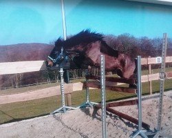 dressage horse Gismo (Dartmoor Pony, 2011)