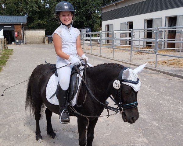 horse Otto (Dt.Part-bred Shetland pony, 2009, from Pumpkin)