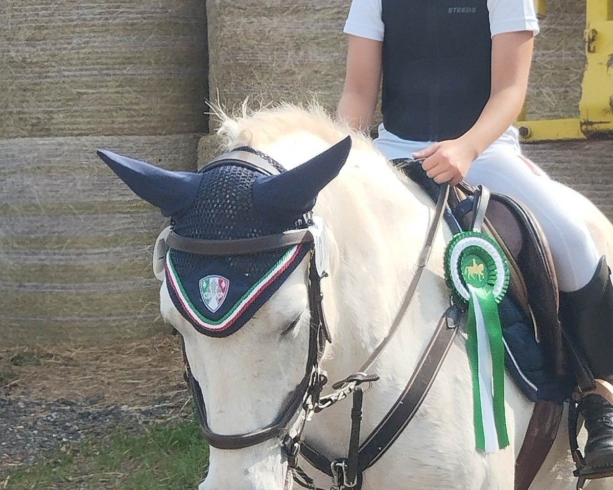 Dressurpferd Grani (New-Forest-Pony, 2007)