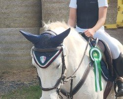 dressage horse Grani (New Forest Pony, 2007)