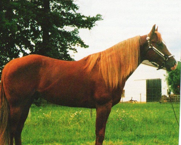 Deckhengst Bar S Smart Alec (Quarter Horse, 1992, von Smart Chic Olena)