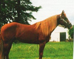 Deckhengst Bar S Smart Alec (Quarter Horse, 1992, von Smart Chic Olena)