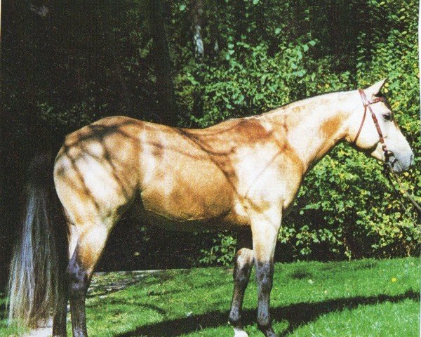 Deckhengst Boggies Flashback (Quarter Horse, 1994, von Boggies Flashy Jac)