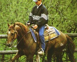 Deckhengst ARC King Cody (Quarter Horse, 1990, von Topsail Cody)