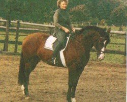 broodmare Limone (Hanoverian, 1990, from Lemon Tree)