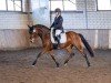 Dressurpferd Cascada 141 (Deutsches Reitpony, 2017, von Steendieks California Blue DL)