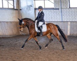 dressage horse Cascada 141 (German Riding Pony, 2017, from Steendieks California Blue DL)