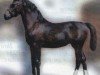 broodmare Zorah (Sachs-door. Heavy Warmbl., 2005, from Veritas)